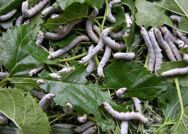 僵蚕的作用与功效，每天学习一味中药——僵蚕