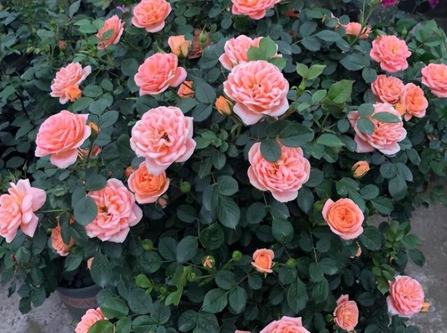 十大室内花卉排名，室内十大吉祥花（6种“漂亮花”）