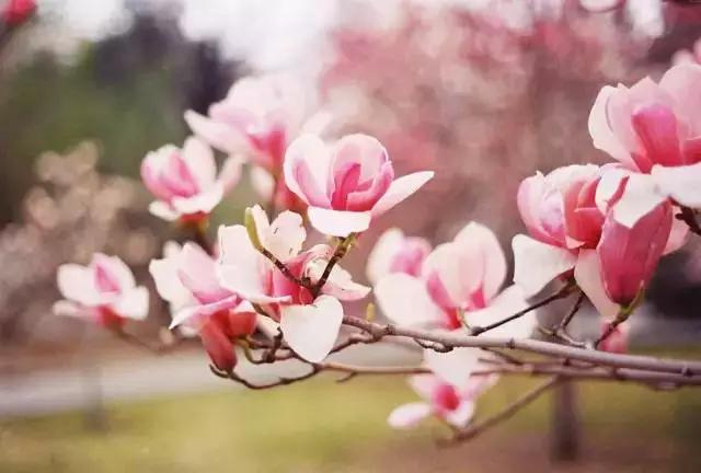 春天去哪里旅游好，这才是春天最值得去的20个地方（中国最美的30个地方）