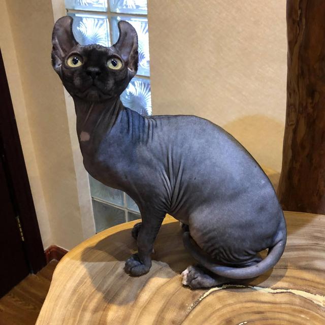 盘点动画猫里面的小猫的品种，动漫中的猫现实中都是什么品种