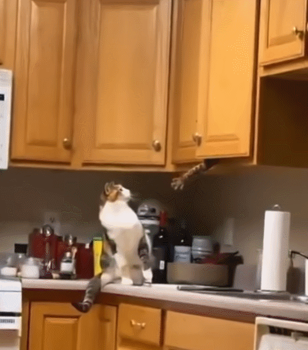 可爱猫，可爱猫咪名字（歪果网友分享各种古怪可爱的小猫咪图片）