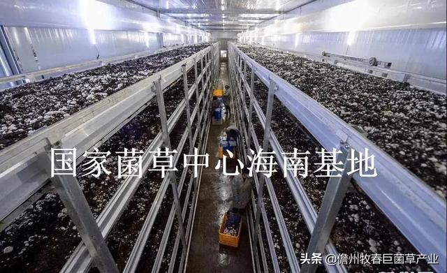 菌草（菌草颗粒饲料，这种“幸福草”为啥如此“香”（菌草有机肥）