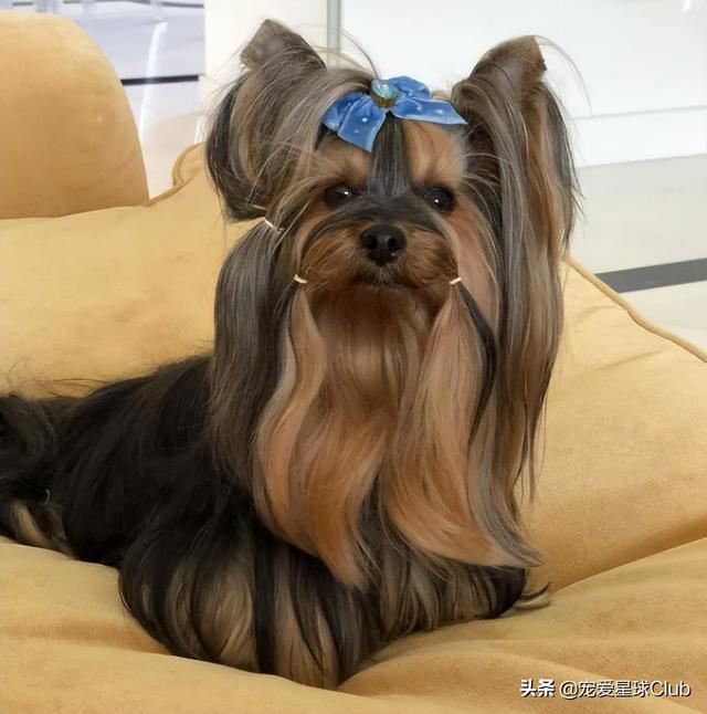 小狗的简单介绍，狗的介绍手抄报（狗狗也分高低贵贱）