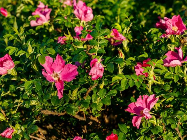干玫瑰花的功效，家里的玫瑰花要想永久保存（玫瑰花和什么一起泡水喝效果好）