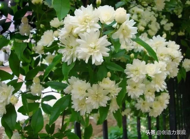 木香花是什么，木香花是什么样子的（美色不逊月季的爬藤植物——木香花）