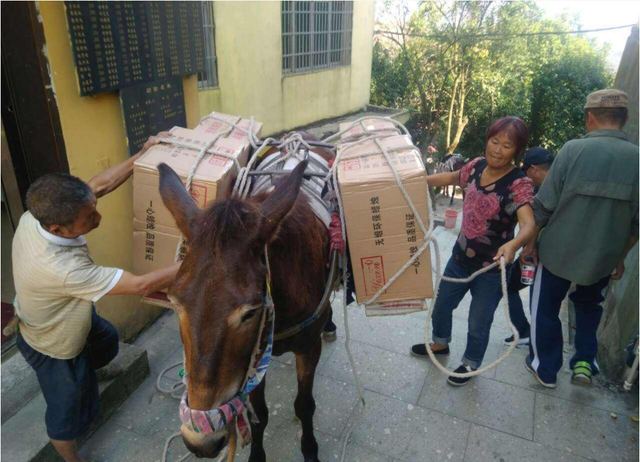 马属于什么类动物，马是属于兽类吗（马看上去处处比驴强）