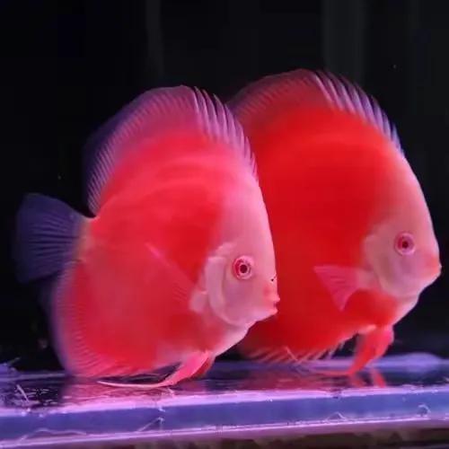 100多种神仙鱼欣赏，鳕鱼图片大全