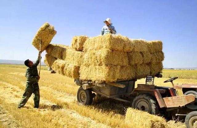 禁止烧秸秆是谁提出来的，不能烧秸秆是谁提出来的（秸秆焚烧：沿袭千年的农业习俗）