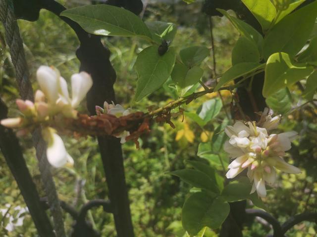 猛虎嗅蔷薇是啥意思，猛虎嗅蔷薇是什么意思（心有猛虎，细嗅蔷薇）