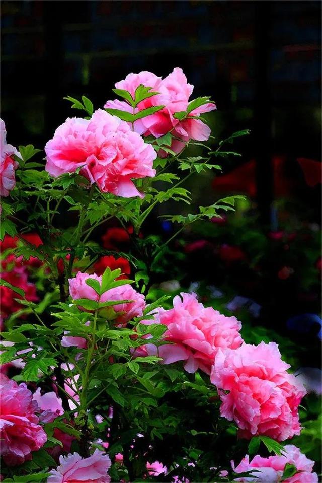 夸赞女人漂亮的句子，夸女人的美言佳句（女人如花，绚烂绽放，活出精彩）