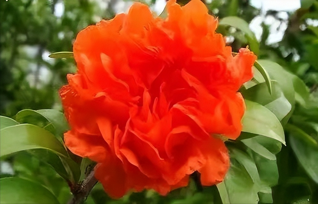 描写红色的诗句，十首红色诗词有哪些（五月吟红诗十首）