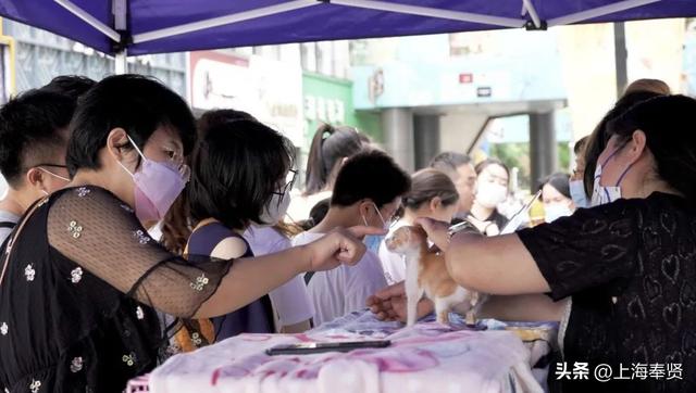 上海宠物领养活动，收养代替购买~在奉浦街道