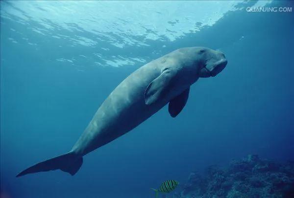 儒艮怎么读什么意思，儒艮怎么读（儒艮<gen,第四声>）