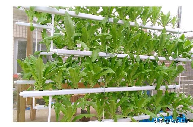 水培蔬菜怎么种植，水培蔬菜的简易方法（家里水培蔬菜怎么种植）