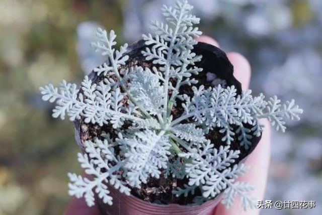 耐寒的花卉有哪些，耐寒好养的花卉有哪些（下雪天也能变美开花）