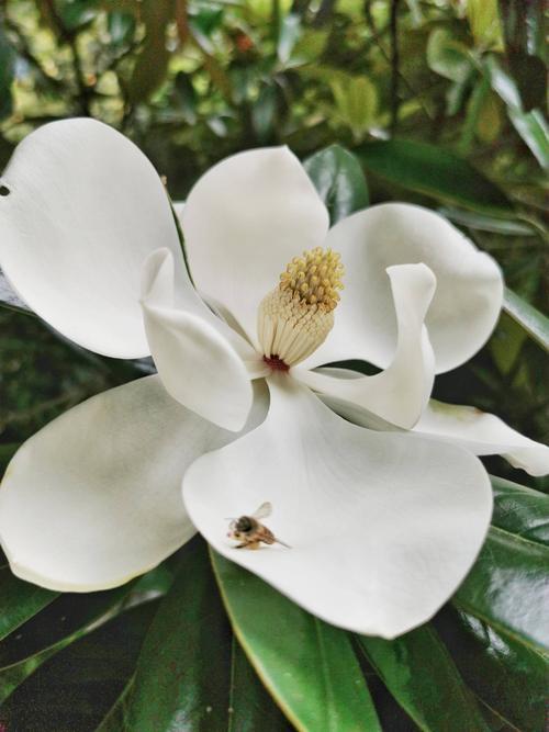 广玉兰（广玉兰花），在园林绿化中常见的几种玉兰花（玉兰花 广玉兰）