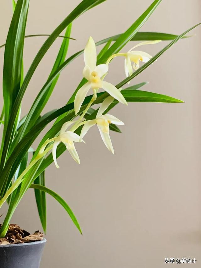 空谷幽兰的意思，空谷幽兰是什么意思（幽兰，清雅）