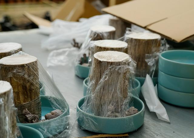 巴西木的养殖方法和注意事项，巴西木的养殖方法和注意事项是什么（家里养殖巴西木）