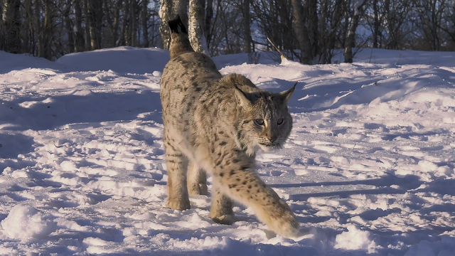 藏獒和狼谁厉害，【藏獒和狼谁厉害】藏獒和狼谁更厉害战斗力对比（新一代“森林之王”猞猁）
