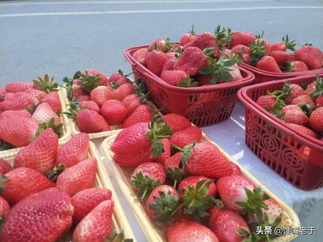 怎么挑选嘉宝果，怎么挑选嘉宝果选树叉多的好吗（惊蛰过后：无论有钱没钱）