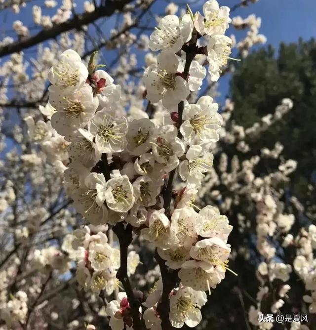 杏花桃花几月份开，2023北京赏花攻略