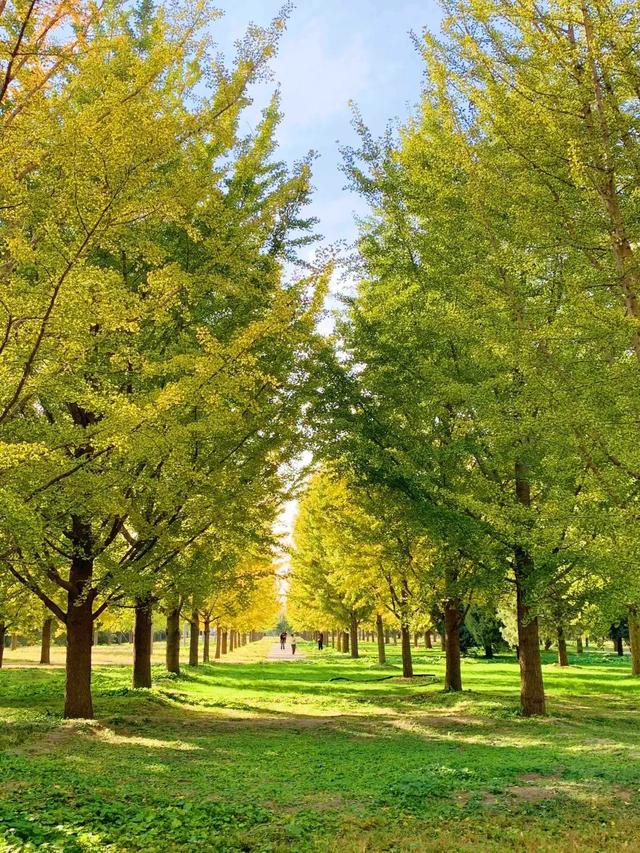 门前栽什么树最好，门前种什么树最旺宅（门前种上“5棵树”）