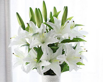 百合的花语是什么，百合的花语（百合花花语）