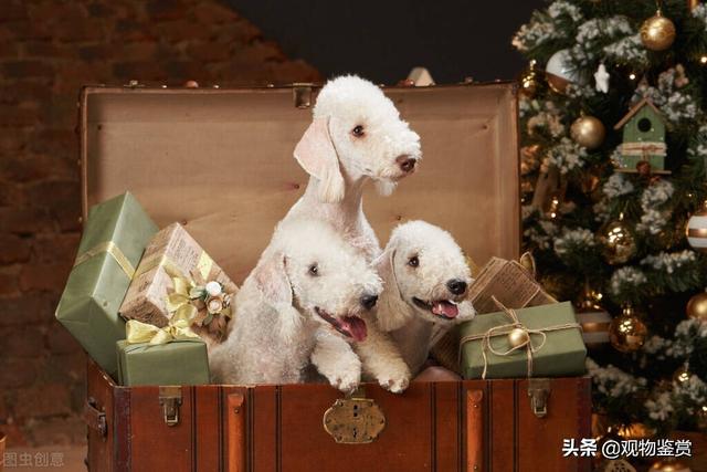 狗的品种大全，无尾狗的品种大全（而狗的分类方法也有很多种）