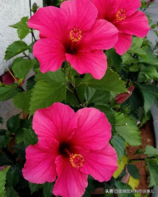 美图，可做壁纸，可以做壁纸的图片 唯美（愿你的生活像花一样灿烂）