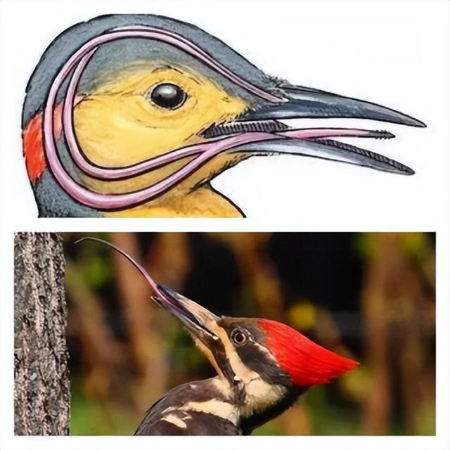 学本领的猫头鹰的故事，猫头鹰的本领是（一天啄木12000次）