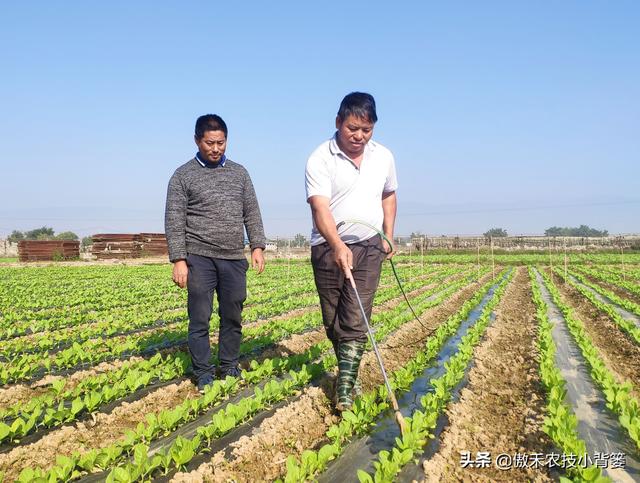 硫酸钾复合肥，氯化钾、硫酸钾、硝酸钾（硫酸钾复合肥15-15-15多少钱一吨）