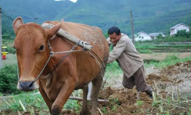 下旬指的是什么时候，下旬指的是几号（为啥谷雨在“月尾”会不好呢）