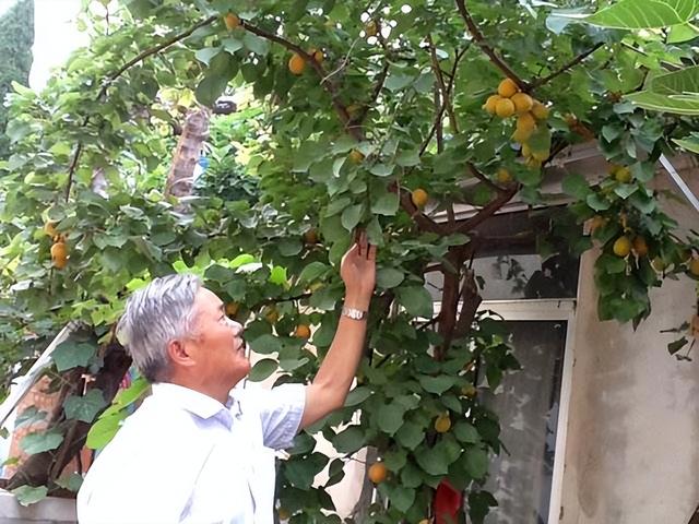 门前风水十大吉祥花，风水十大吉祥花排行（庭院里种“富贵树”）