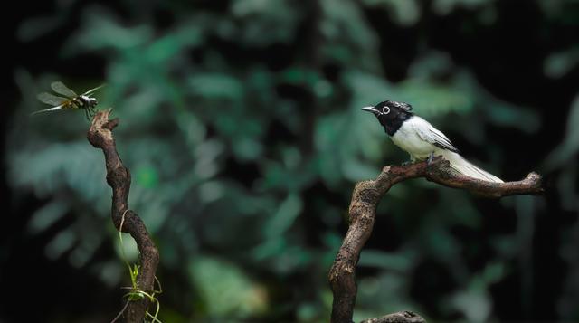 一张图看懂鸟类摄影，什么样的鸟类摄影作品更容易打动人