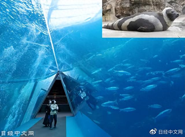成年人也爱去的日本十大水族馆