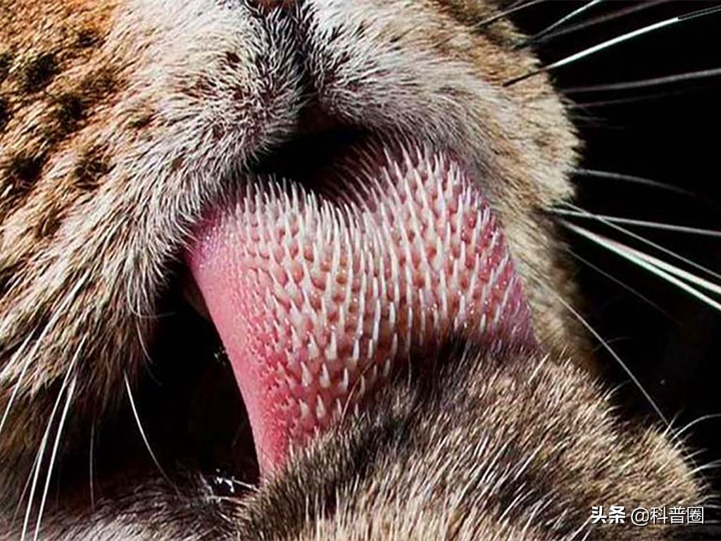 猫的生殖器(猫和狗连在一起)
