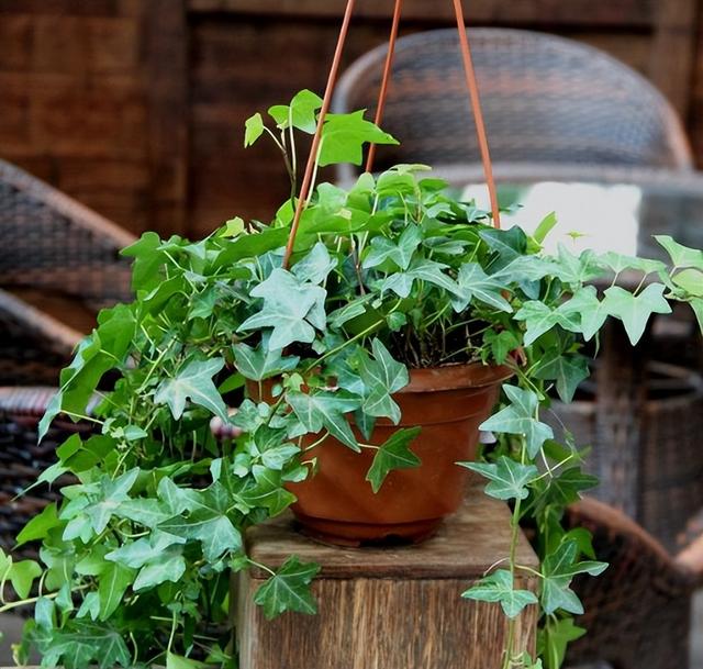 可以种在阳台的大型绿植，可以种在阳台的大型绿植品种（能养8种“大叶花”）