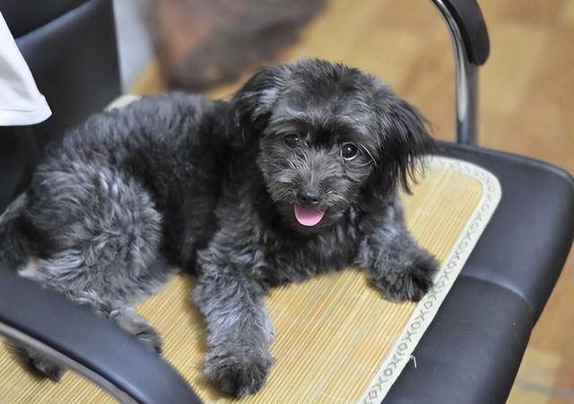 黑色贵宾犬图片，黑色贵宾犬价格（“贵宾犬”毛色大盘点）