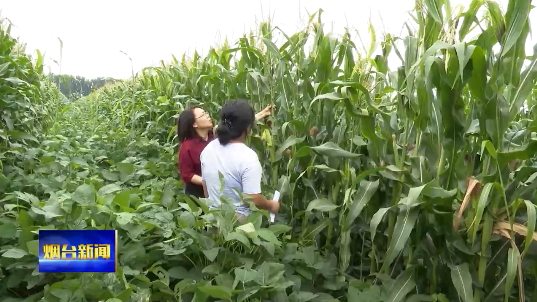 新型方法种植玉米，新型方法种植玉米种子（玉米大豆带状复合种植新技术助力“一田双收”）