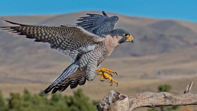 速度快的鸟，快鸟测速的介绍（世界上速度最快的动物）