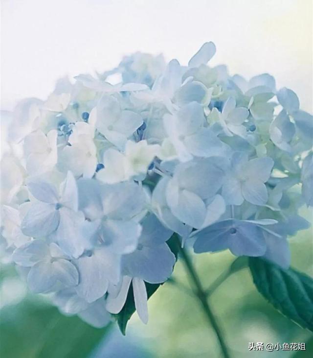 母亲节送什么花，母亲节送什么花最适合（能送给母亲的花不只是康乃馨）