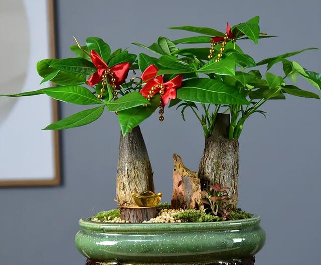 发财树养护，天天翠绿茂盛、芽点多长势好（发财树养护要点）