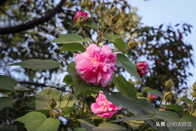 赞美花的句子，冬天赞美花的句子（晚秋春色木芙蓉古诗五首）