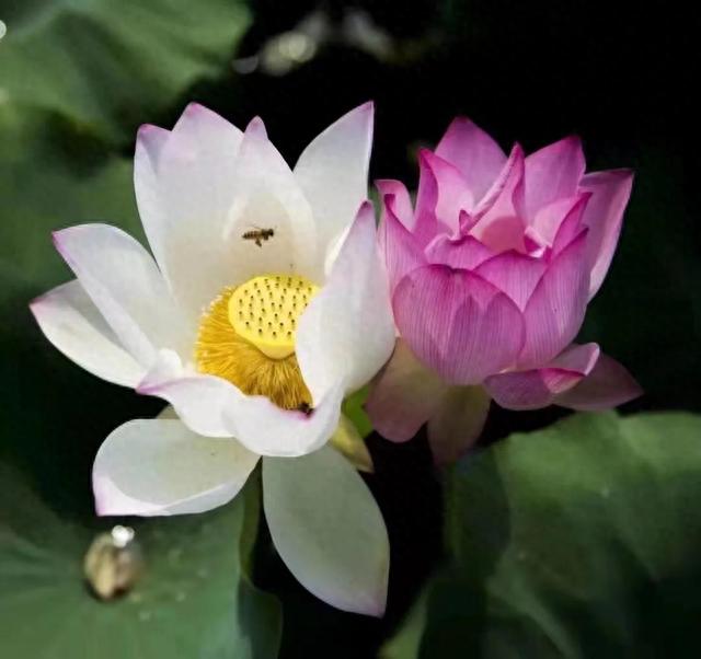 端午节后一起厦门欣赏荷花去