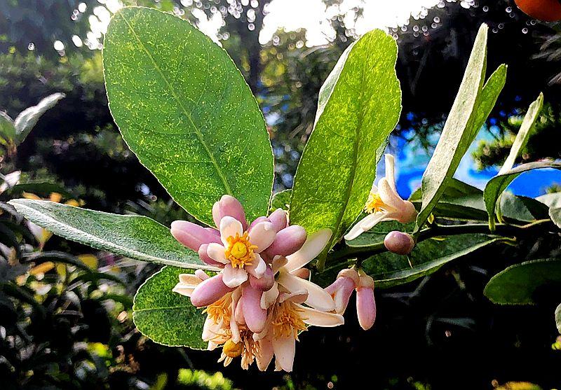 麒麟花的寓意是什么，客厅摆放麒麟的图片（海南迎春花市年味渐浓）