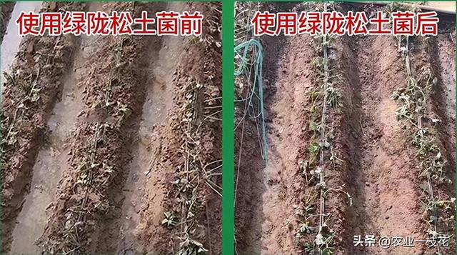 地黄叶功效与作用，地黄叶有什么用（土壤板结、盐碱、重茬 不用怕）