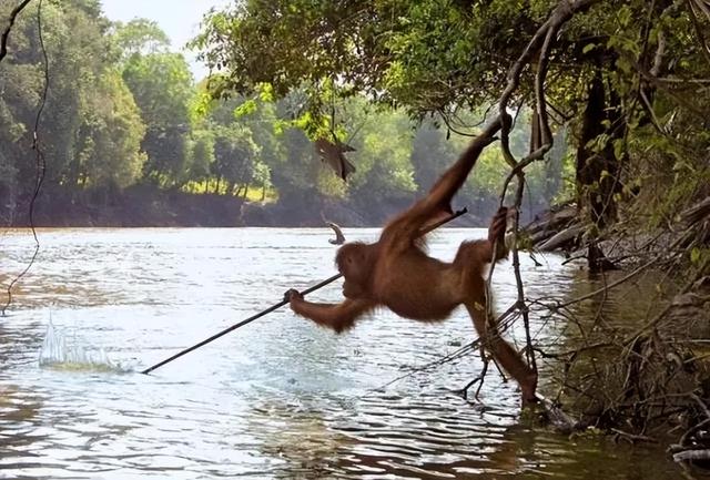 海母和水母区别，海母和水母图片大全（罕见的36张照片）