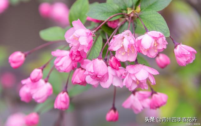 春天开的花有哪些，花名、颜色（每一个品种都能开成花海景观）