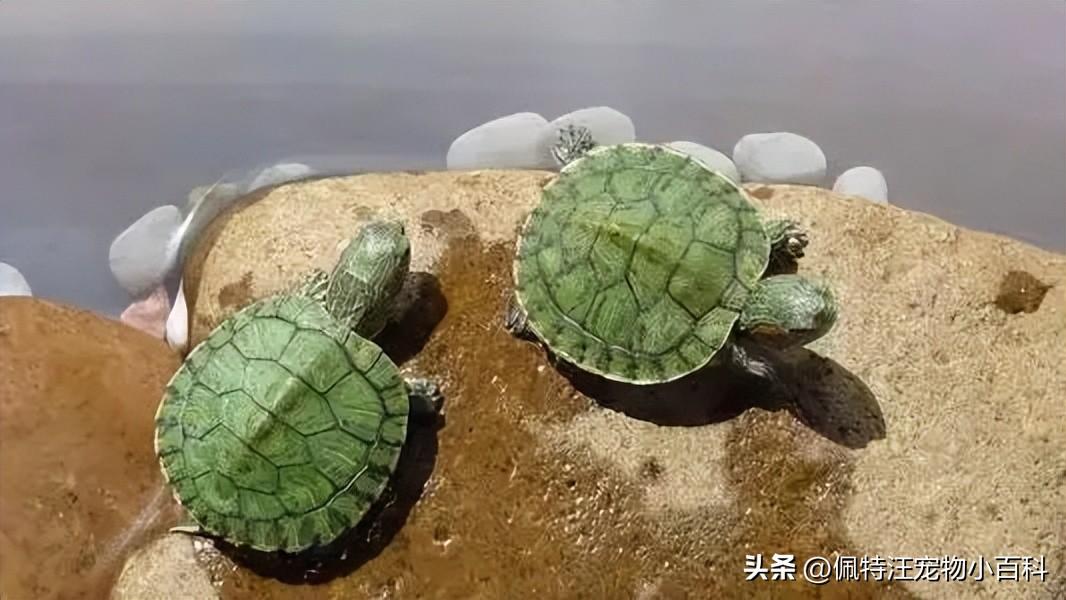 巴西龟饲养指南：寿命可达30年，科学养护助其健康长寿