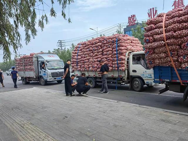金乡大蒜价格走势图，金乡大蒜价格走势图1（2022年9月5日金乡产区大蒜行情）